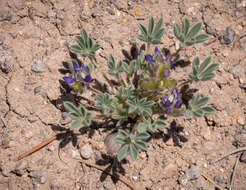 Image of shortstem lupine