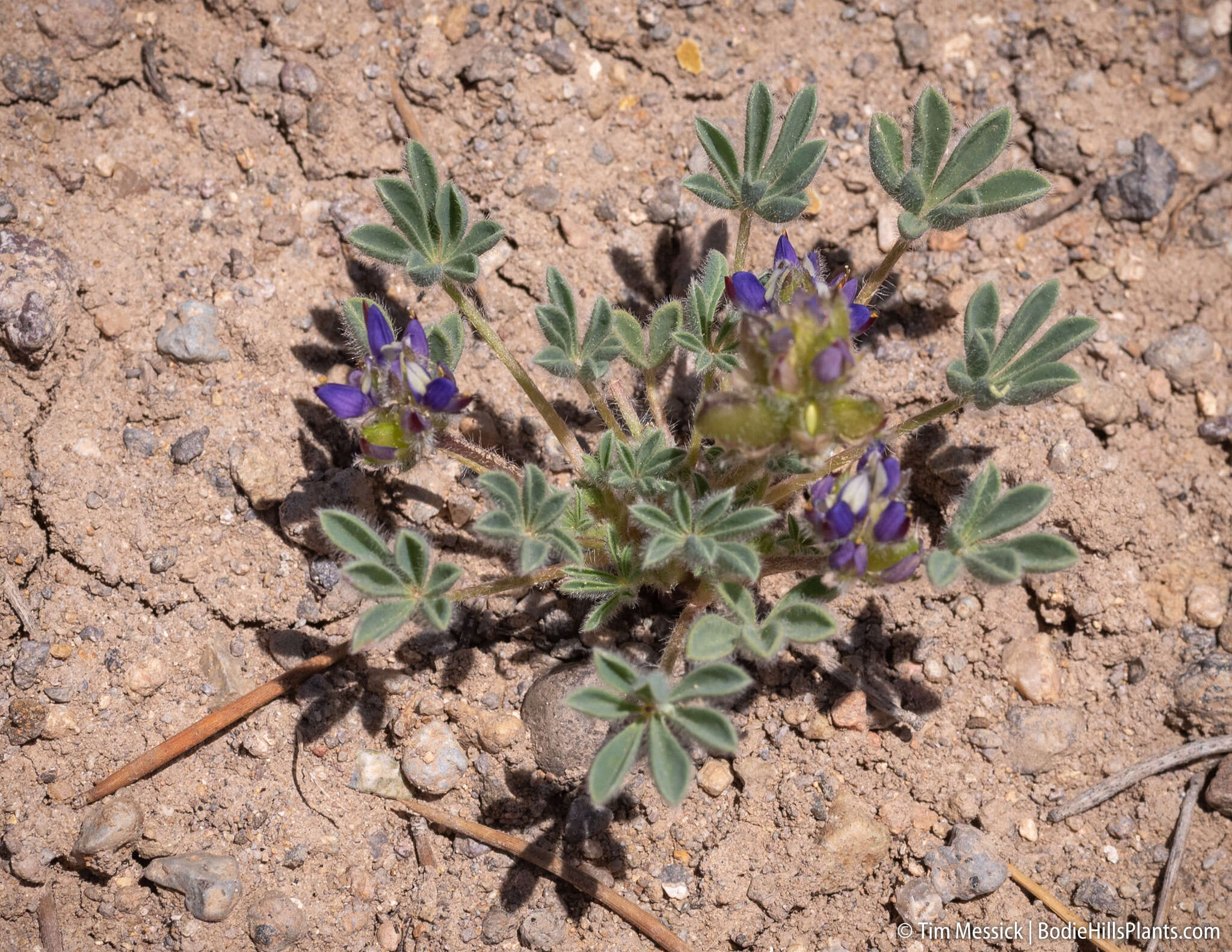 Imagem de Lupinus brevicaulis S. Watson