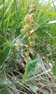 Image of Frog orchid