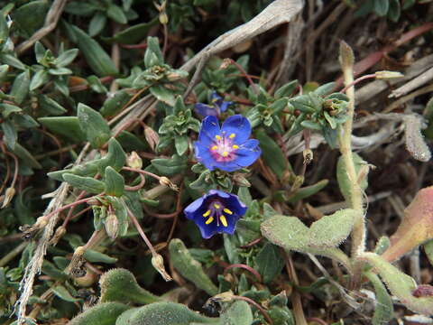 Image of <i>Lysimachia monelli</i>