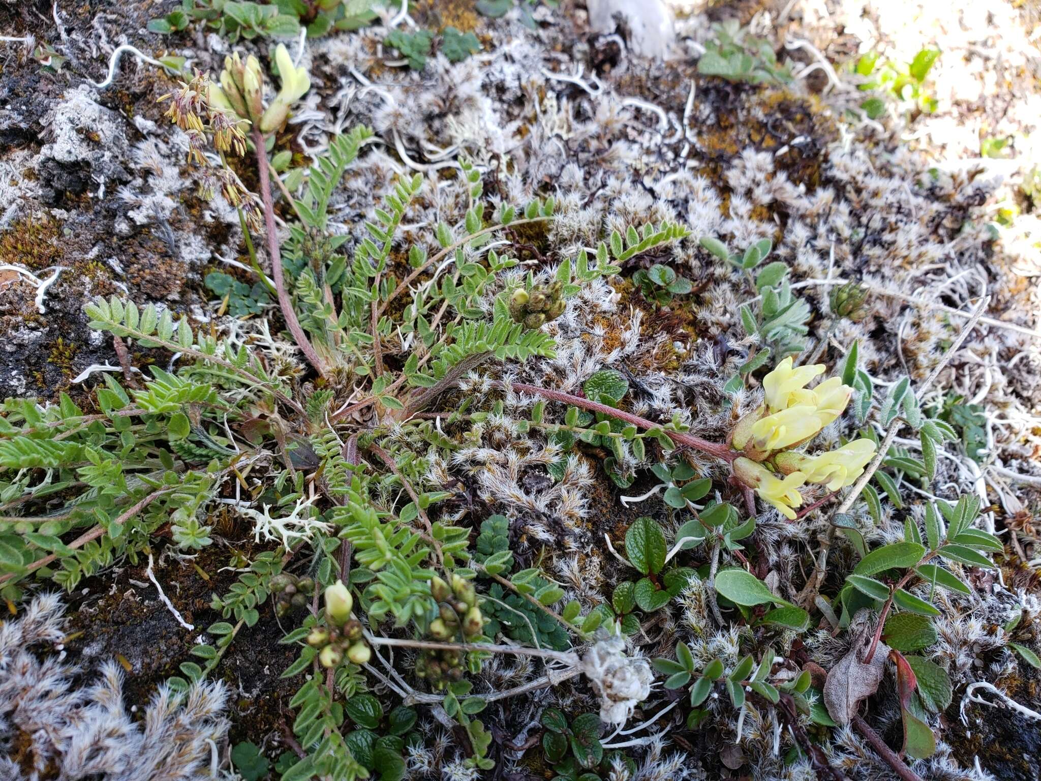 Слика од Oxytropis campestris (L.) DC.