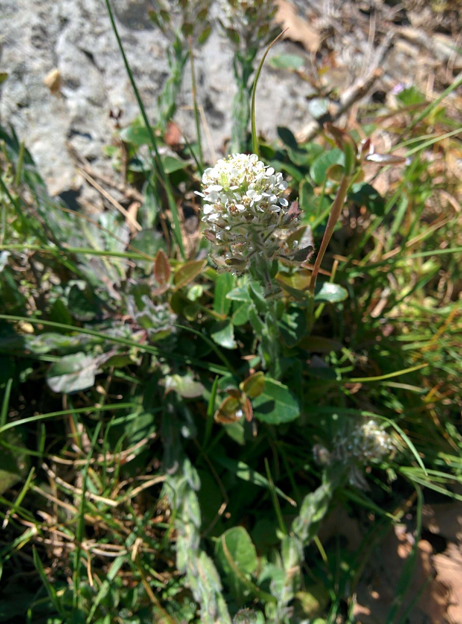 صورة Lepidium hirtum (L.) Sm.