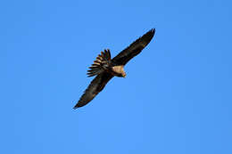 Image of Black Falcon