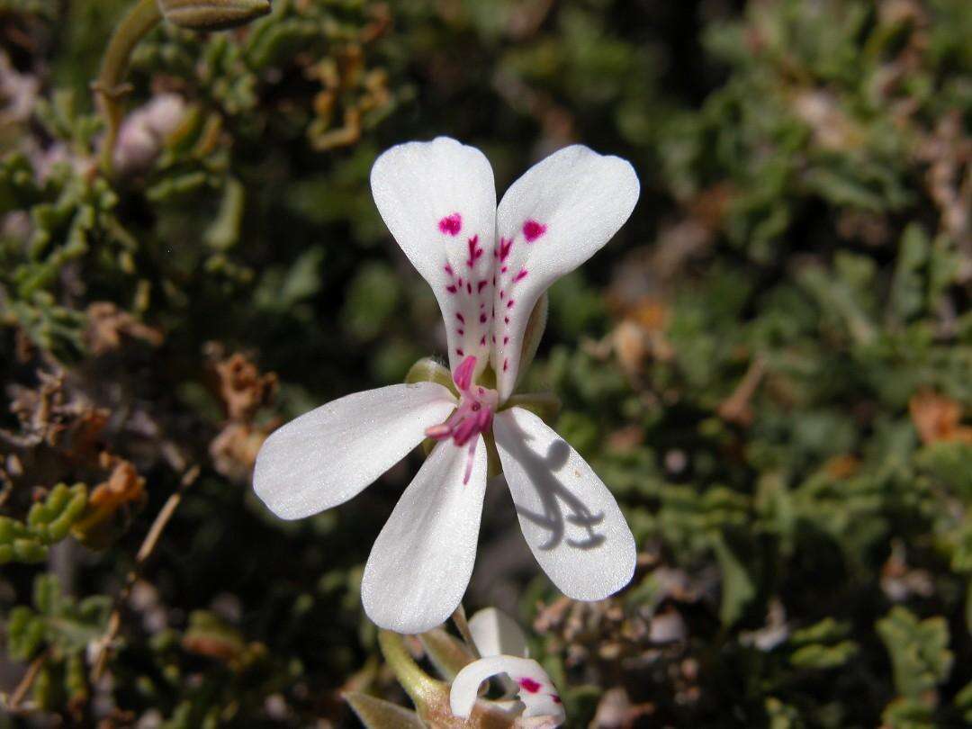 Imagem de Pelargonium xerophyton Schltr. ex Knuth