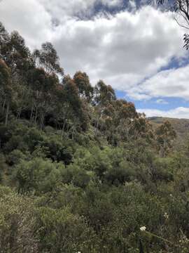 Image of Eucalyptus oreades F. Müll. ex R. T. Baker