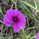 Image of <i>Ipomoea <i>crassipes</i></i> Hook. var. crassipes