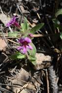 Image of red monkeyflower