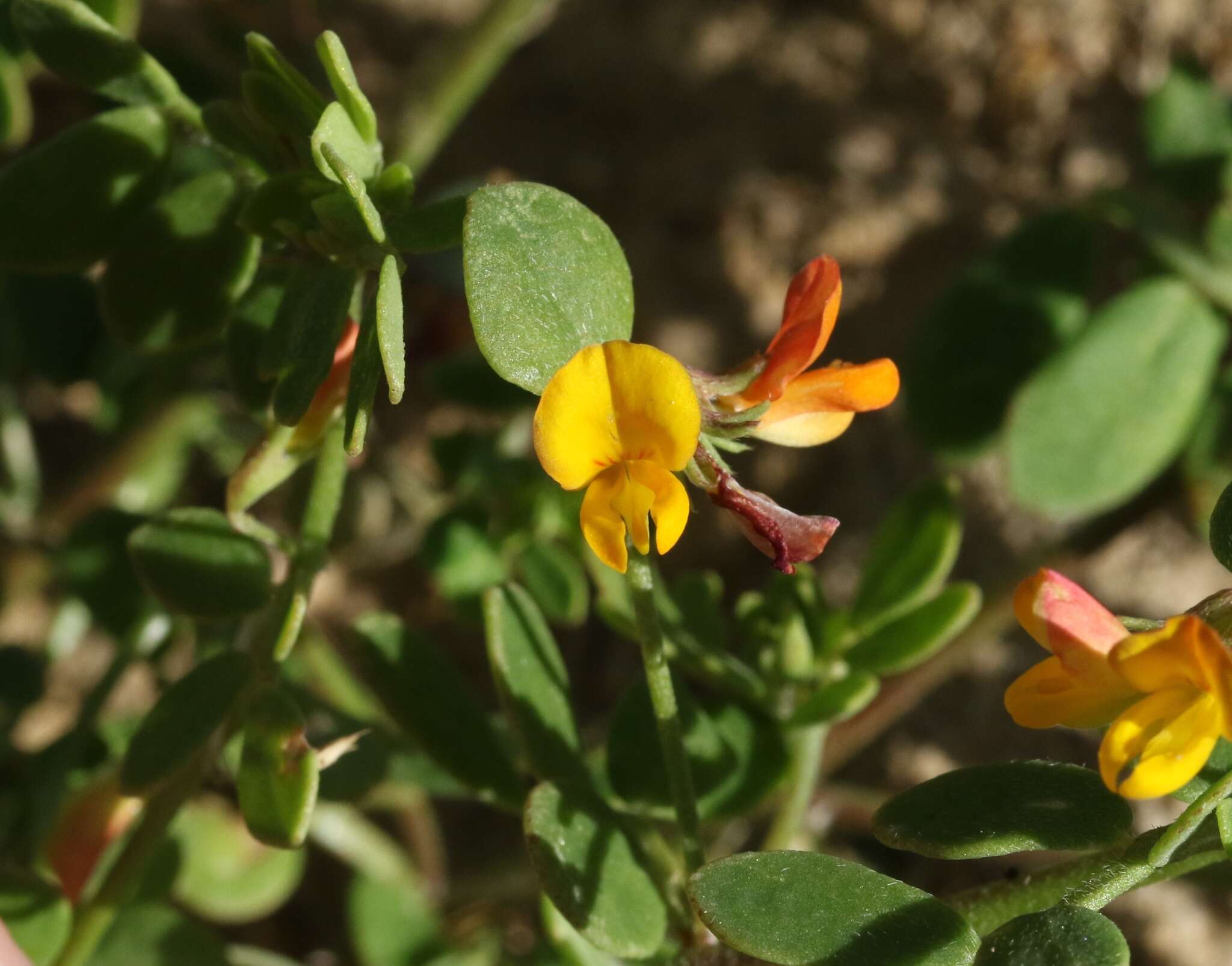 Image of coastal bird's-foot trefoil