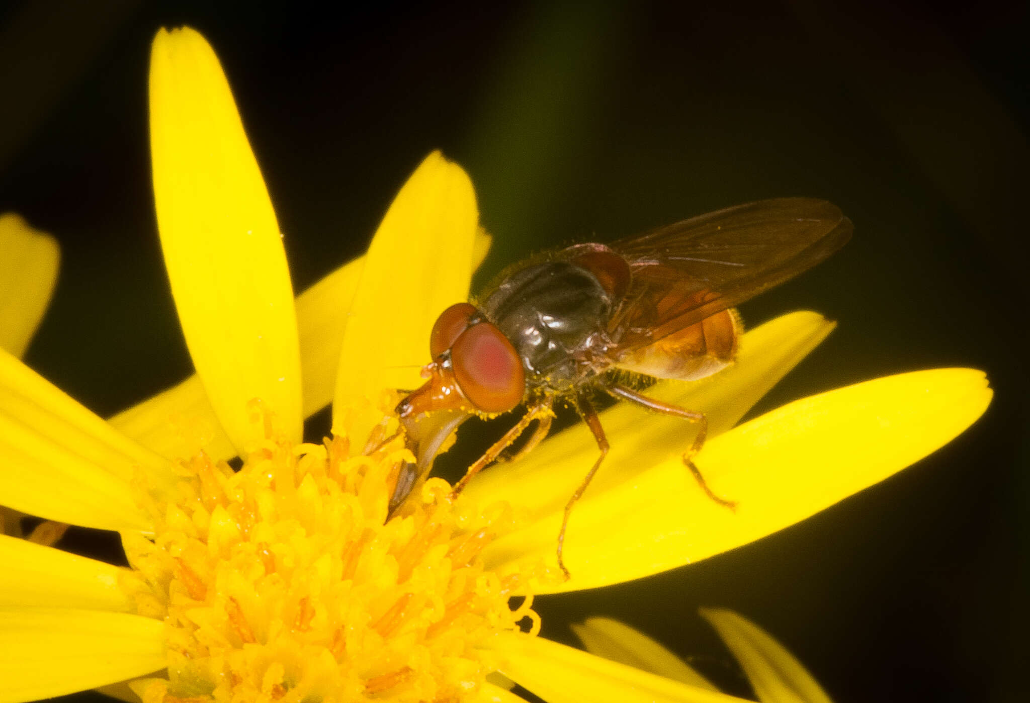 Image of Rhingia rostrata (Linnaeus 1758)