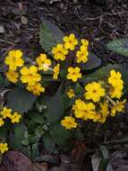 Plancia ëd Primula floribunda Wall.