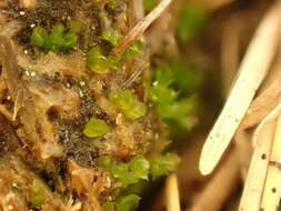 Image of pinkstink dung moss