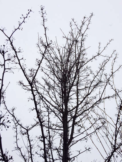 Image of Bradford Pear