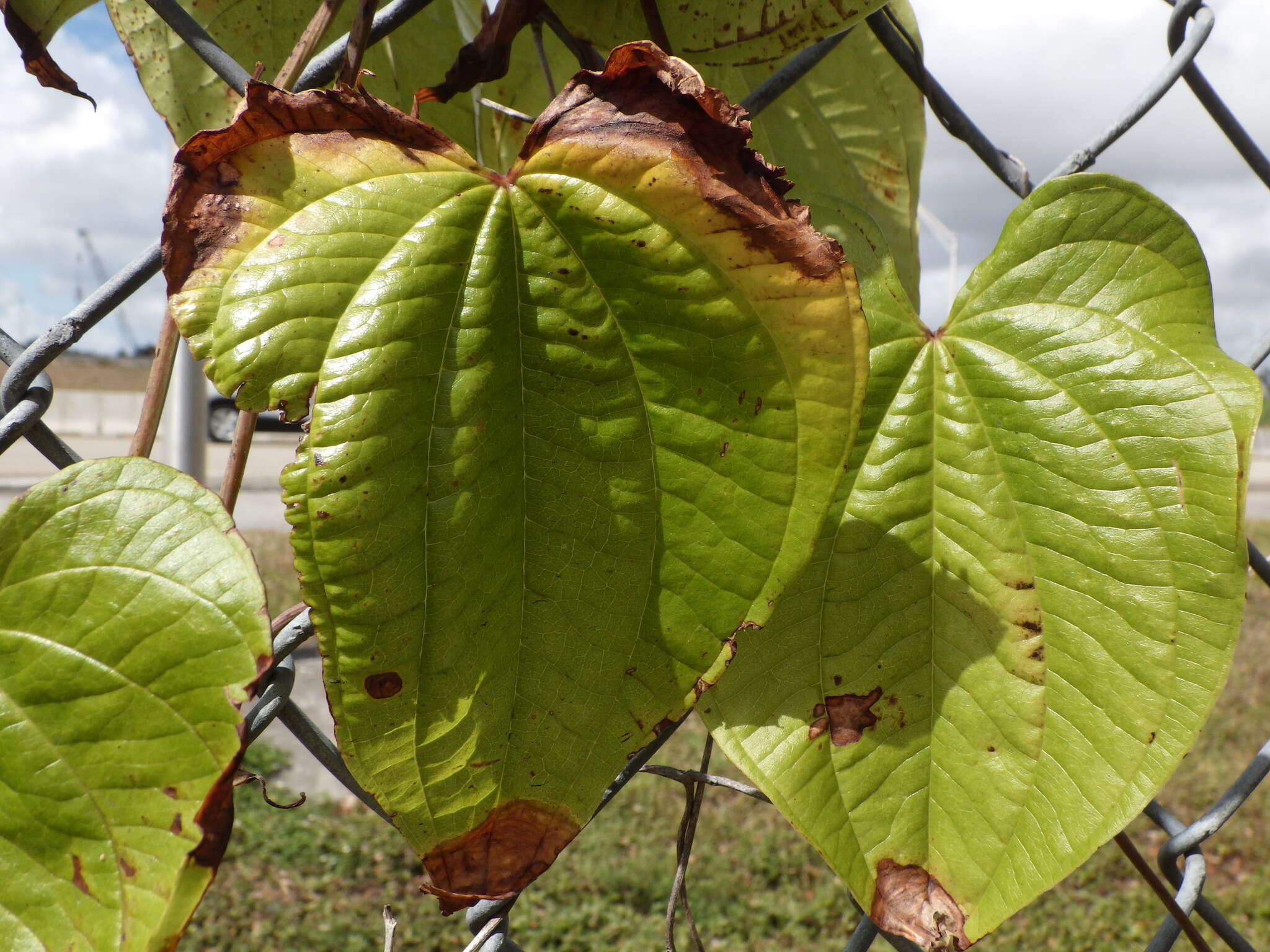 Imagem de Dioscorea bulbifera L.