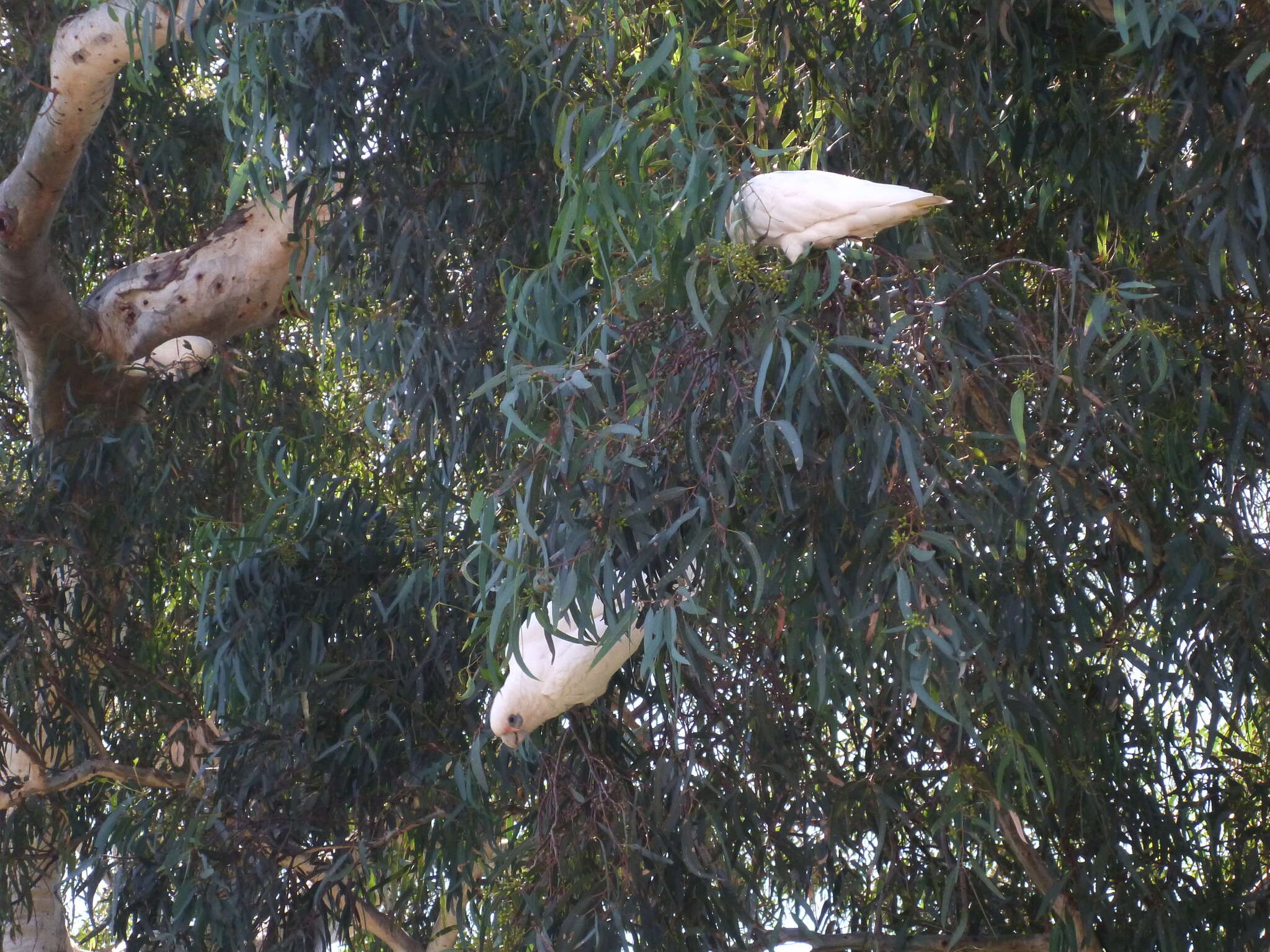 Image of Little Corella