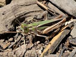 Froggattina australis (Walker & F. 1870) resmi