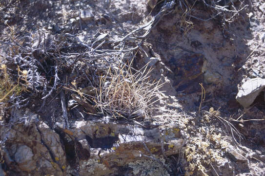 Image of Echinopsis ferox (Britton & Rose) Backeb.