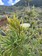 Image de Grevillea exul Lindl.