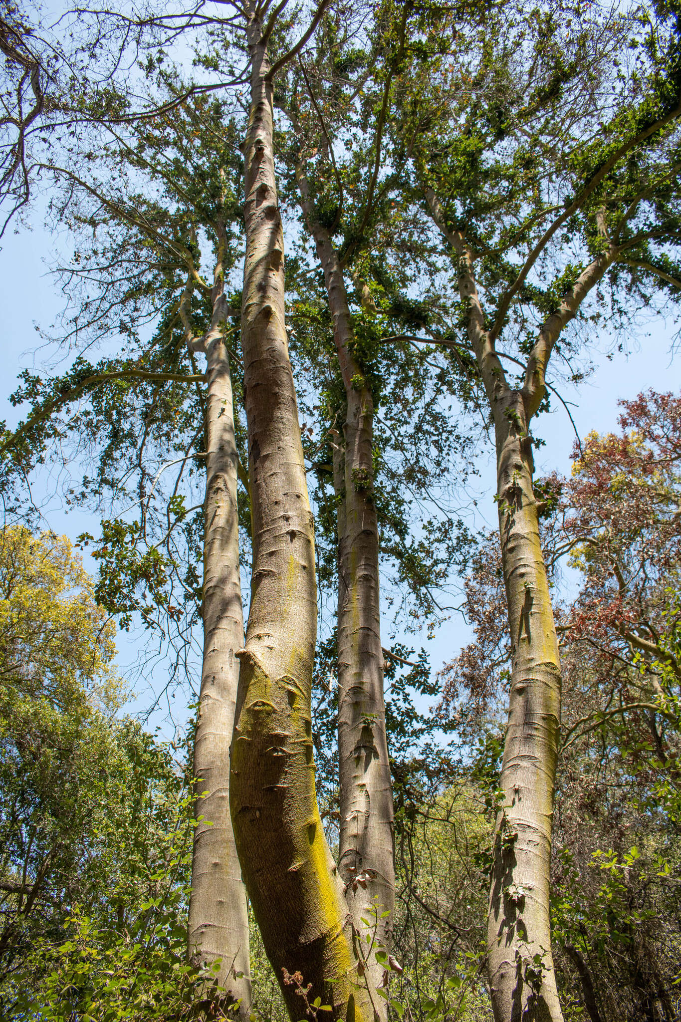 Слика од Beilschmiedia miersii (C. Gay) Kosterm.