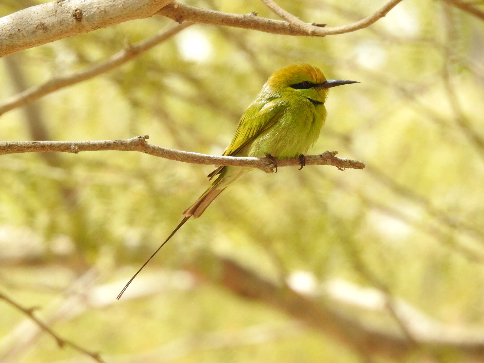 Image of African Green Bee-eater