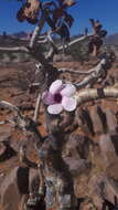 Image of Adenium obesum subsp. boehmianum (Schinz) G. D. Rowley