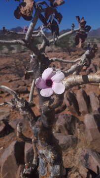 Image of Adenium obesum subsp. boehmianum (Schinz) G. D. Rowley