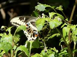 Sivun Papilio ophidicephalus Oberthür 1878 kuva