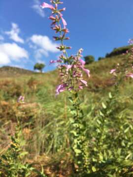 Image de Syncolostemon macranthus (Gürke) Ashby