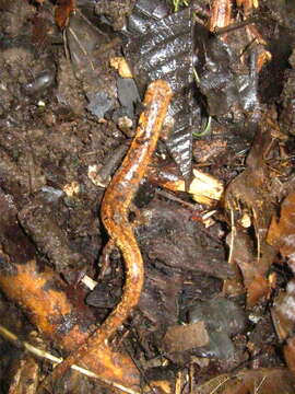 Image of Bolitoglossa lignicolor (Peters 1873)