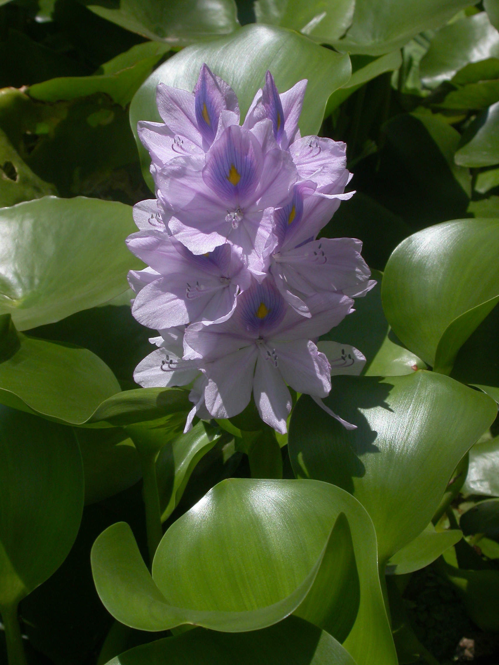 water-hyacinth