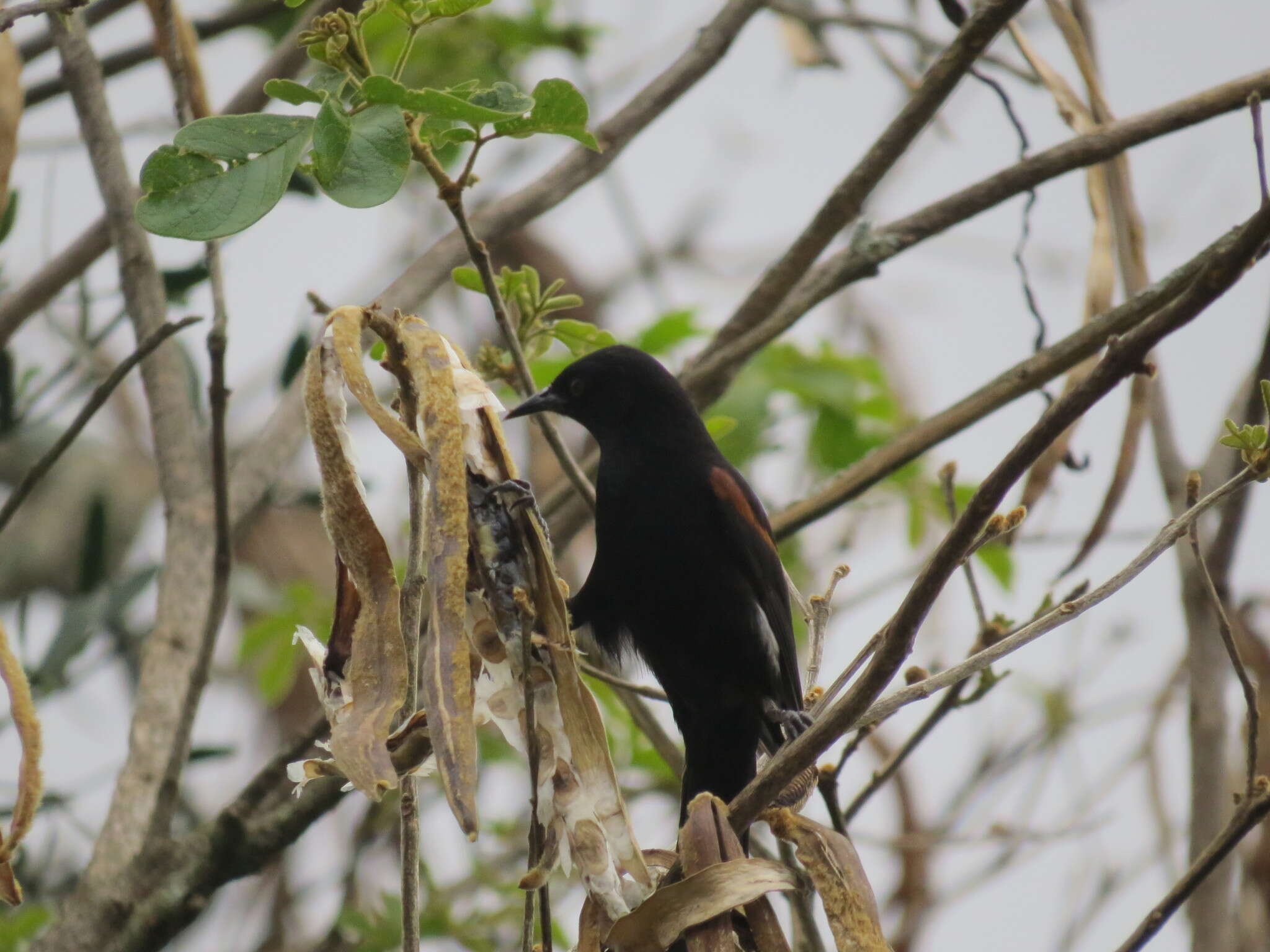 Image of Variable Oriole