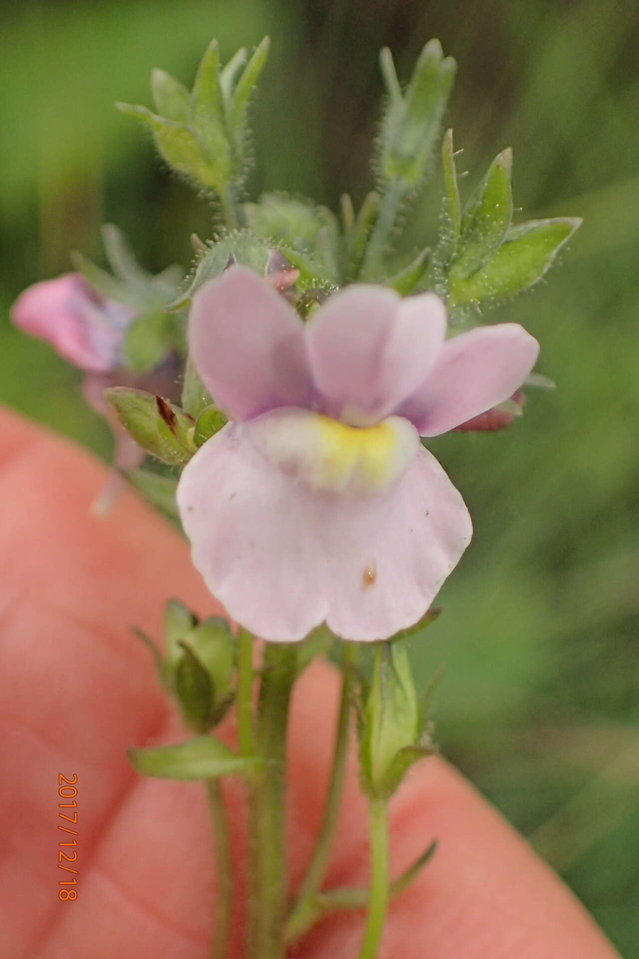 Image of snapdragon