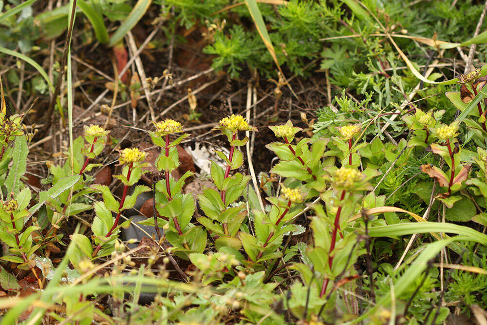 Image of Phedimus litoralis (Kom.) H. 't Hart