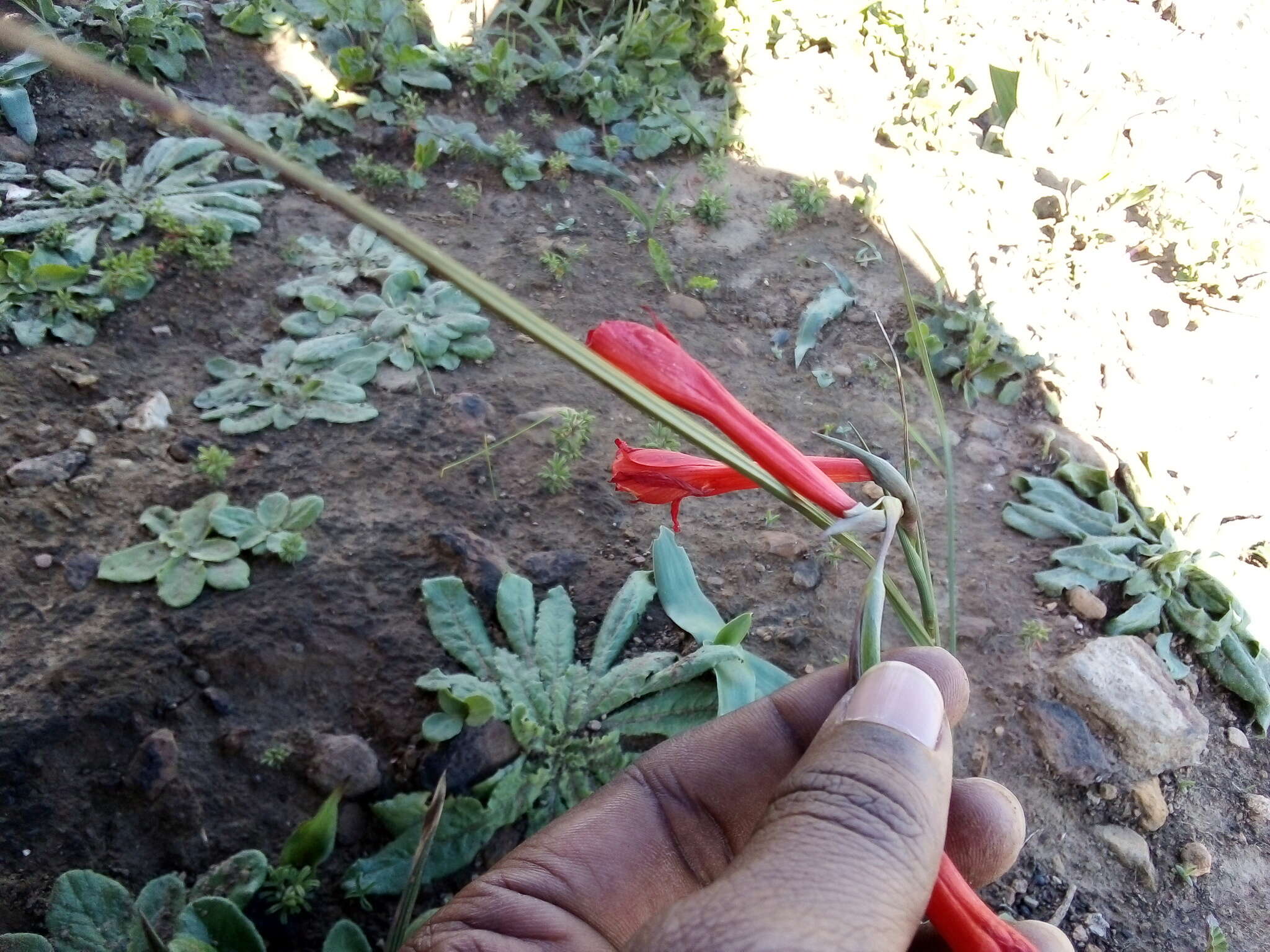 Image of Gladiolus watsonius Thunb.