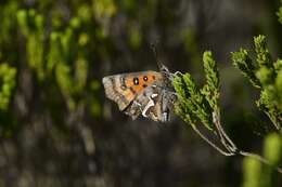 Image of Phasis thero (Linnaeus 1764)