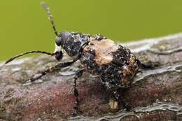 صورة Gonotropis dorsalis