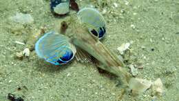 Image of Bight gurnard