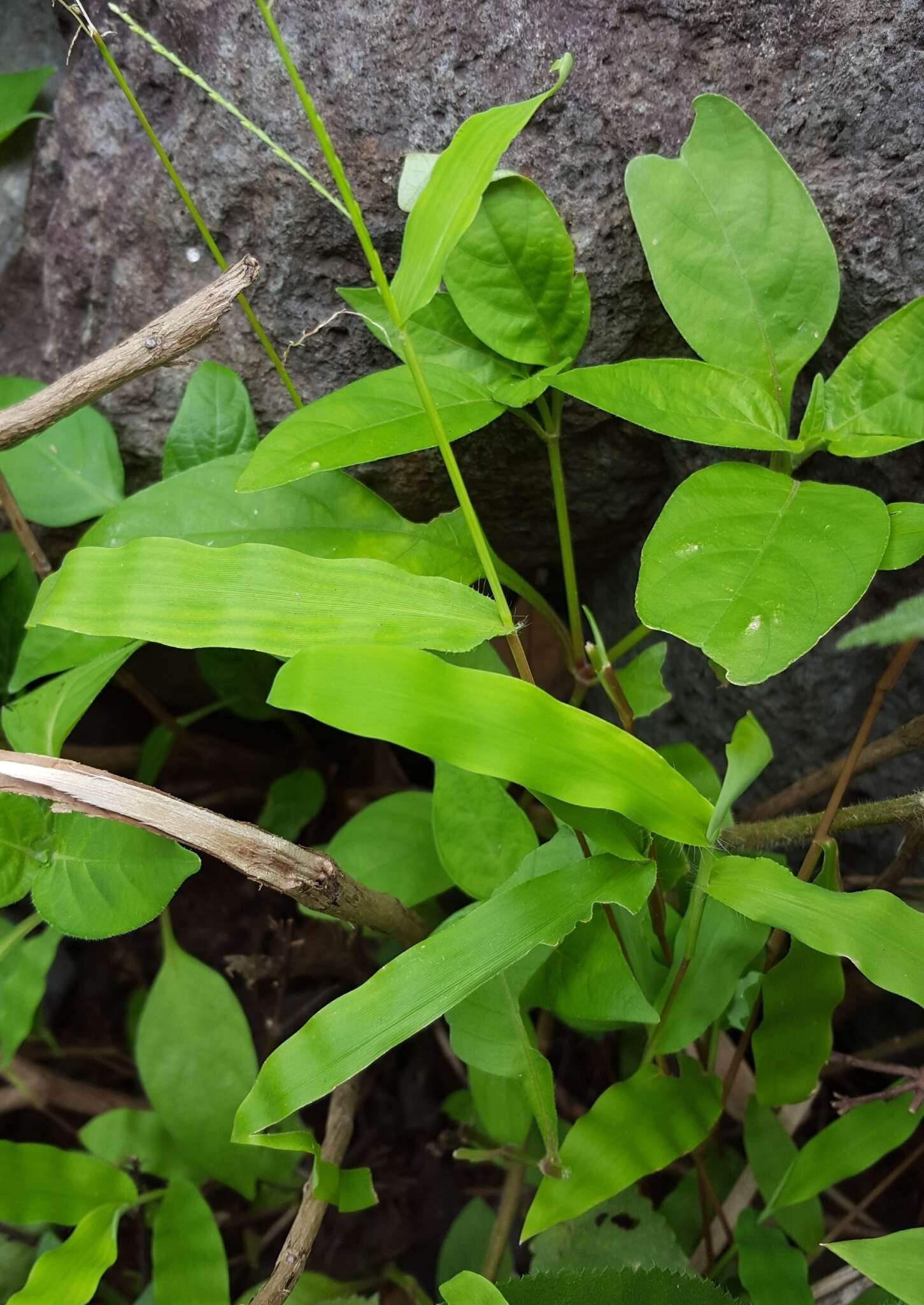 Image of Acroceras elegans A. Camus