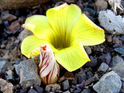 Sivun Oxalis grammopetala Sond. kuva