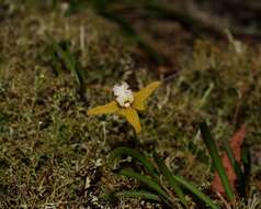 Imagem de Dendrobium striolatum Rchb. fil.