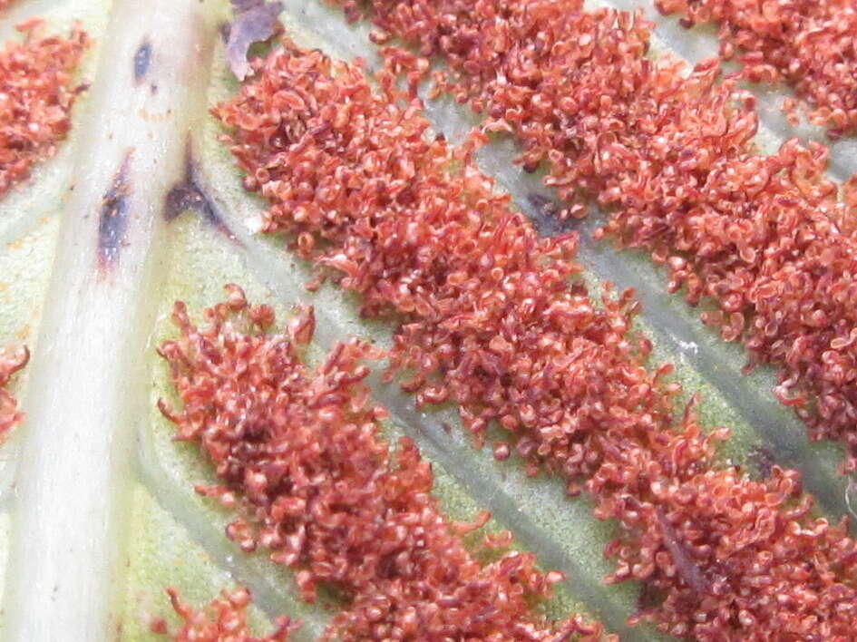 Image of Selliguea feei Bory