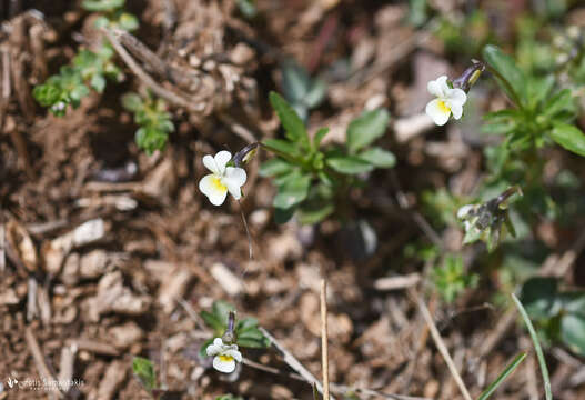 Image of Viola phitosiana M. Erben