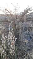 Image of Grassland tree fern