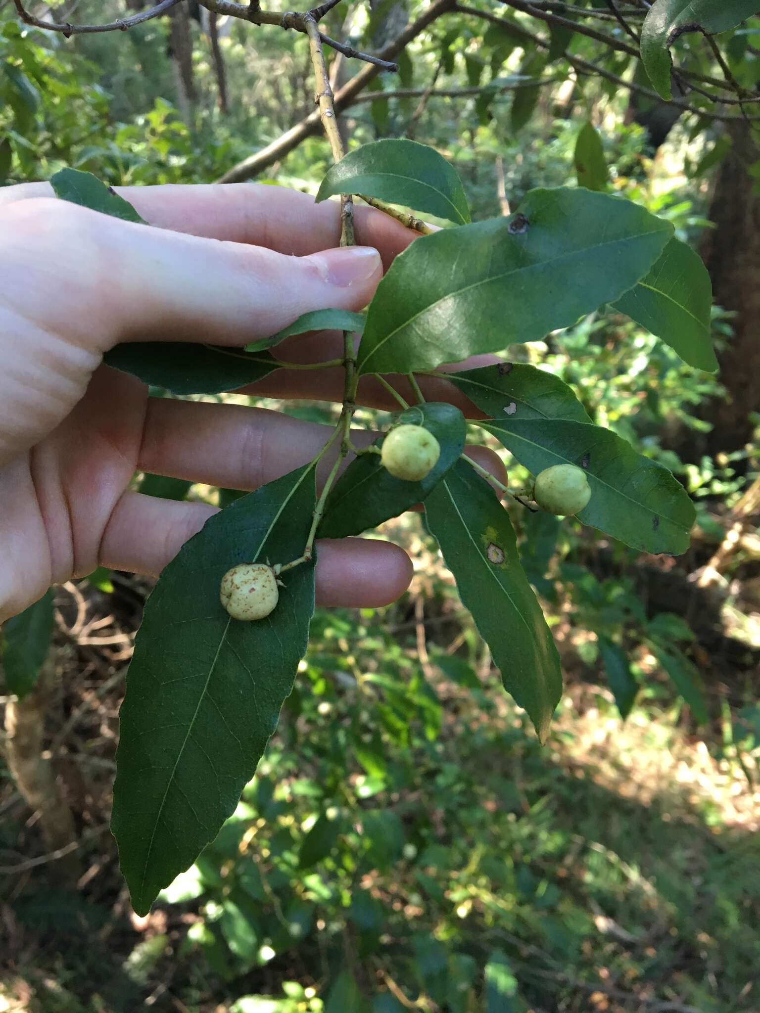 Слика од Schizomeria ovata D. Don