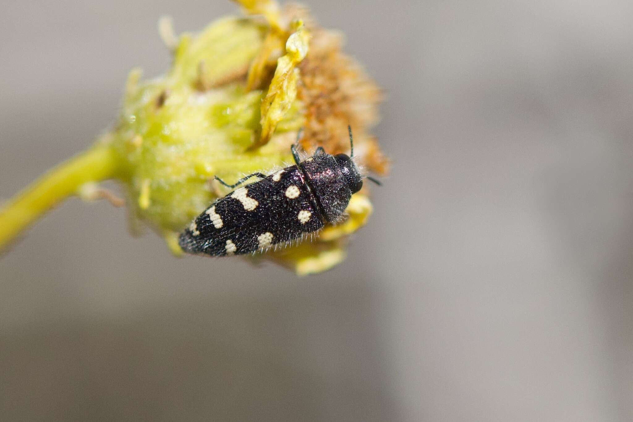 Image de Acmaeodera tuta Horn 1878