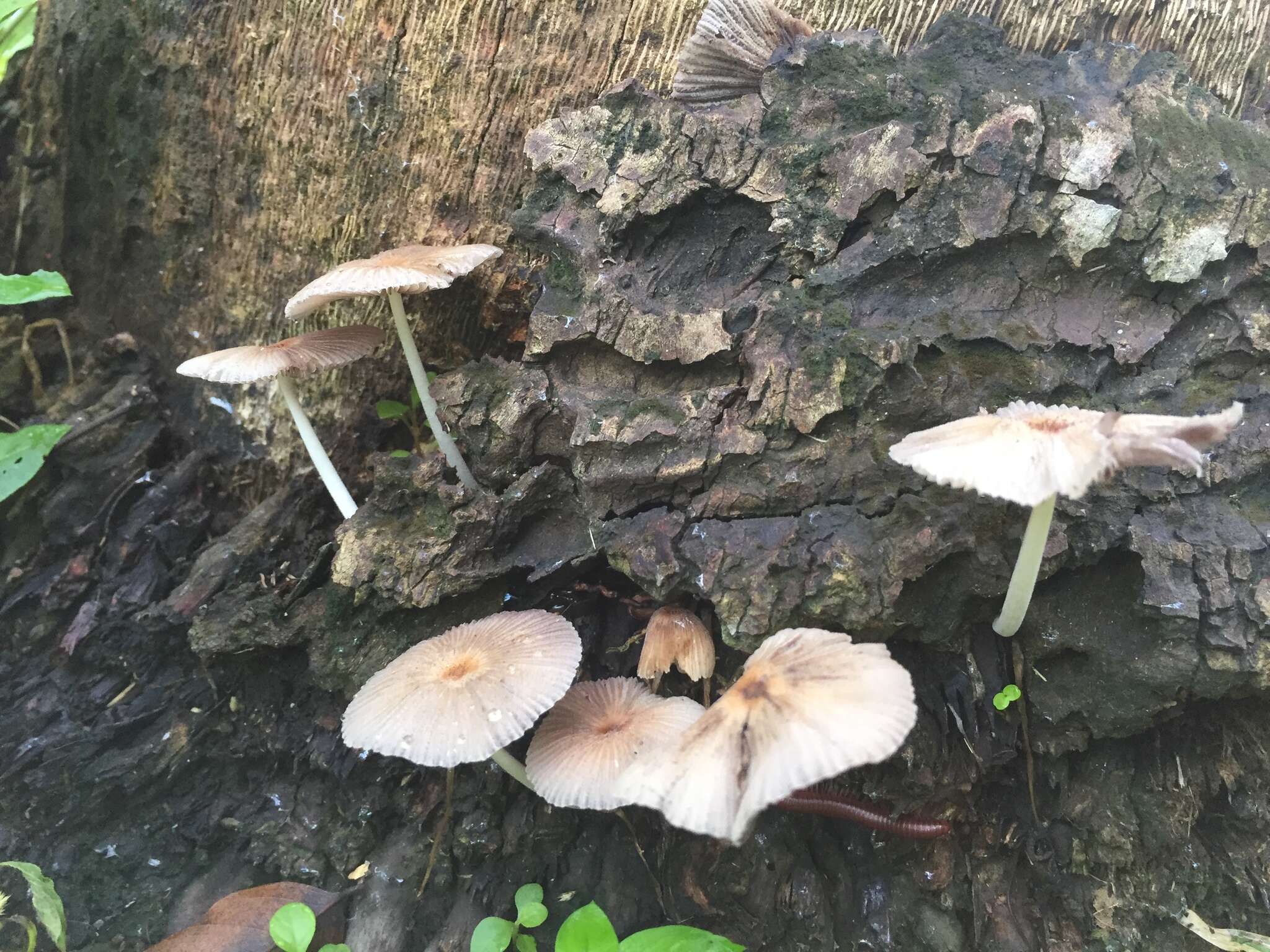 Coprinellus aureogranulatus (Uljé & Aptroot) Redhead, Vilgalys & Moncalvo 2001的圖片