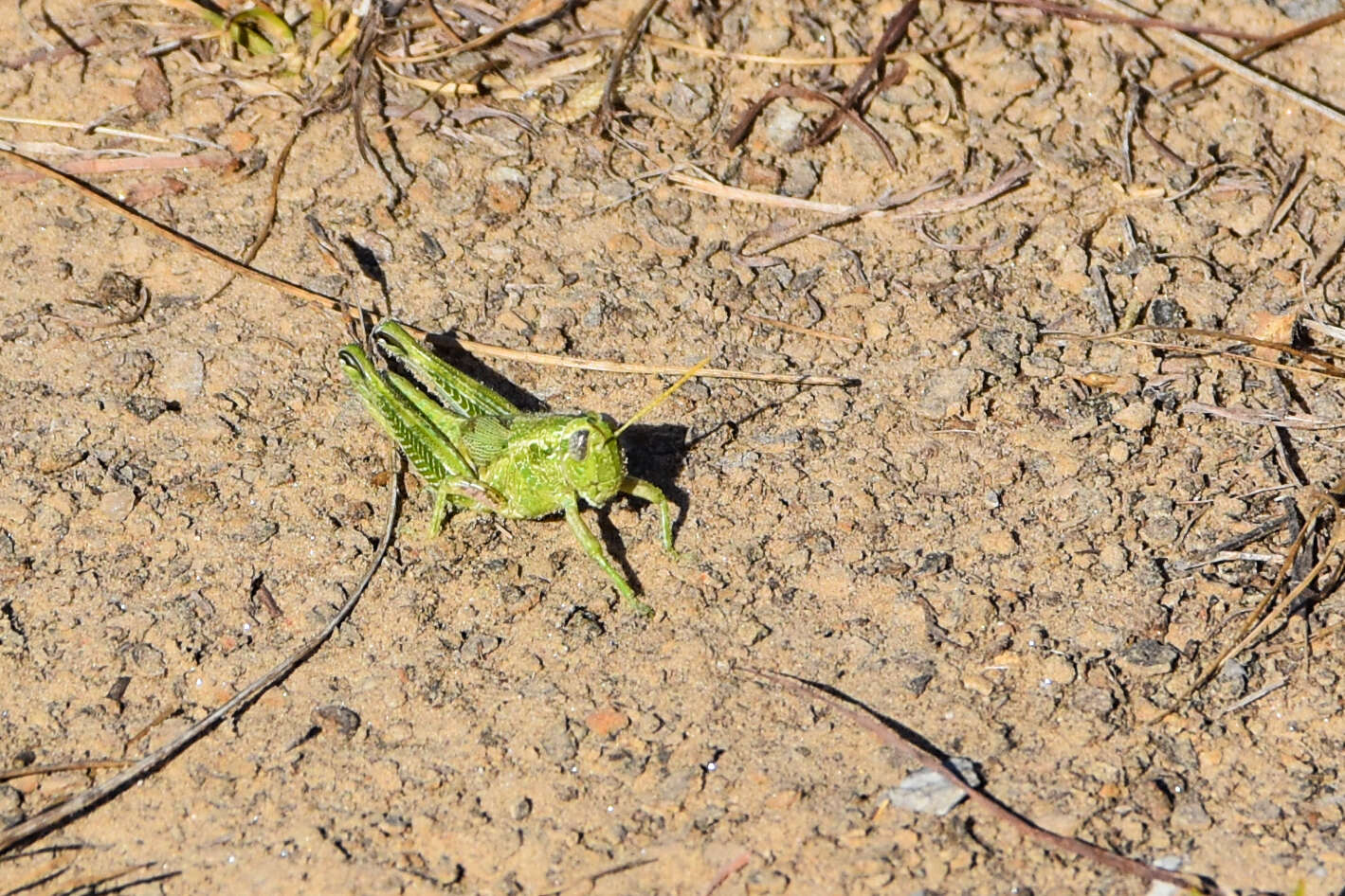 Слика од Campylacantha olivacea (Scudder & S. H. 1875)