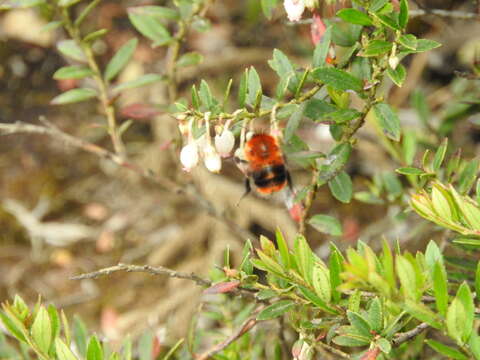 Sivun Bombus rubicundus Smith 1854 kuva