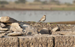 Image of Little Pratincole