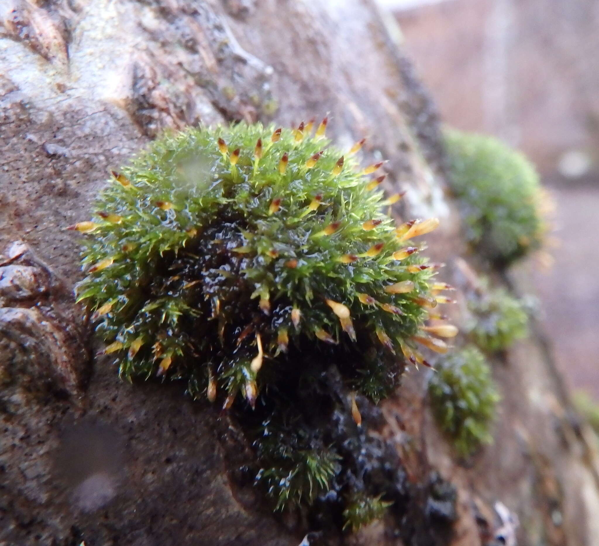 Image of orthotrichum moss