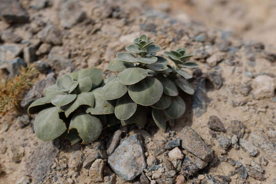 Image of Schweinfurthia imbricata Mill.